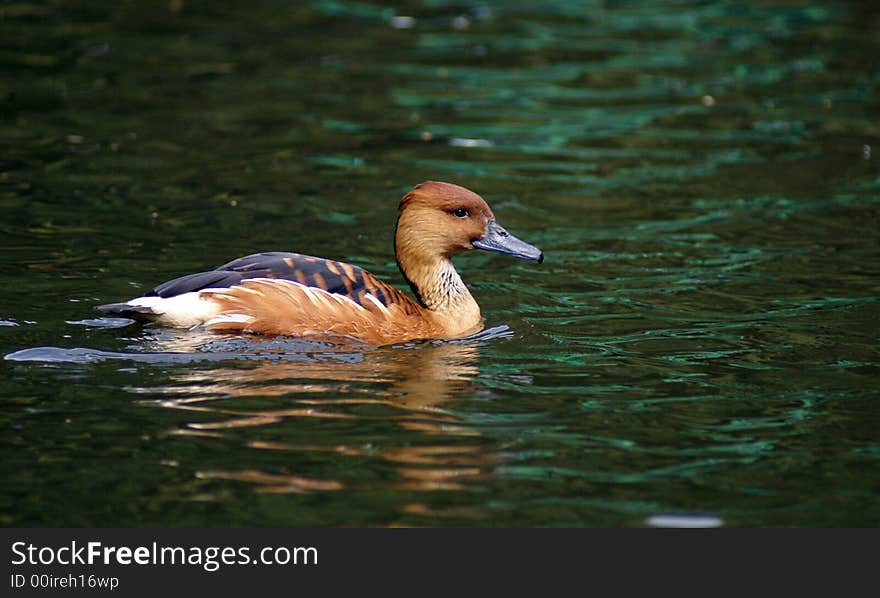 A swimming colorful wild duck on a lake. A swimming colorful wild duck on a lake