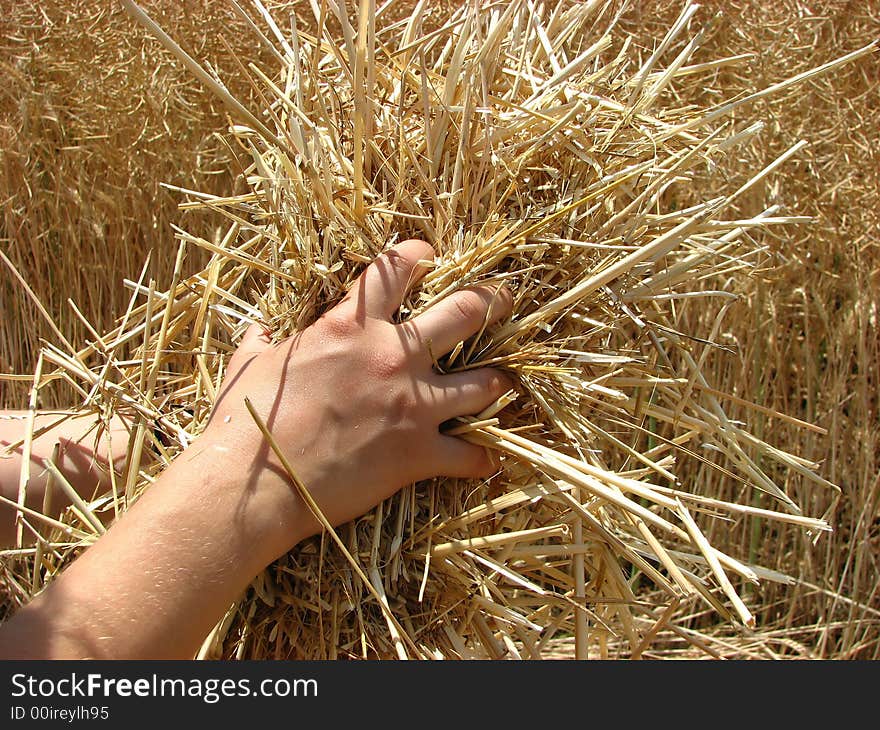 Hand in yellow field with bottle of hay. Hand in yellow field with bottle of hay