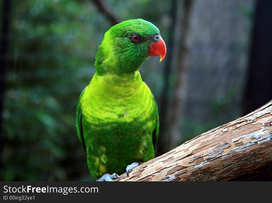 Colorful parakeet