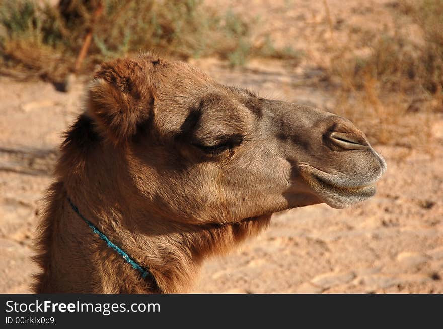 Camel head, in desert Sahara