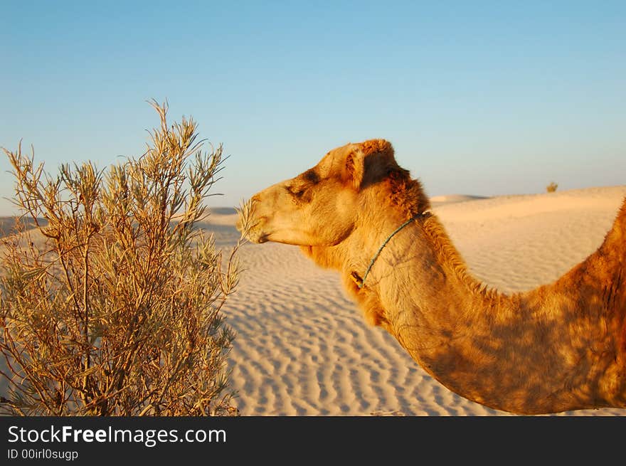 Camel eating bush in desert Sahara