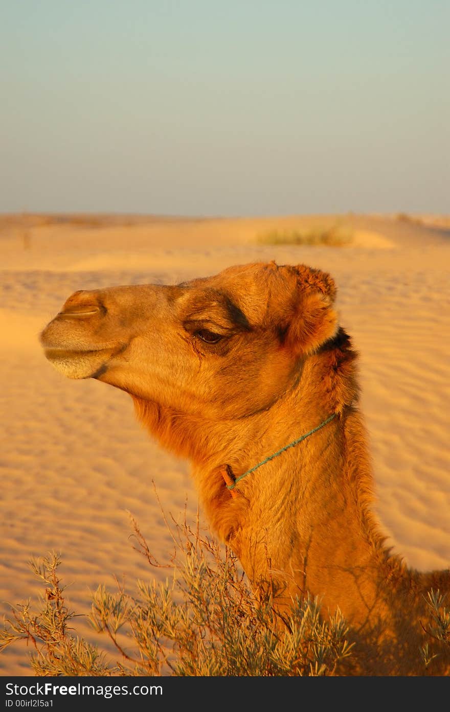 Camel in dunes in desert Sahara. Camel in dunes in desert Sahara