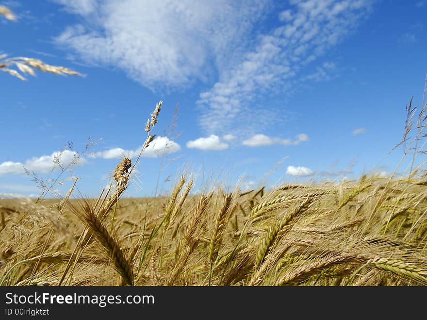 The rye field under beautiful sky