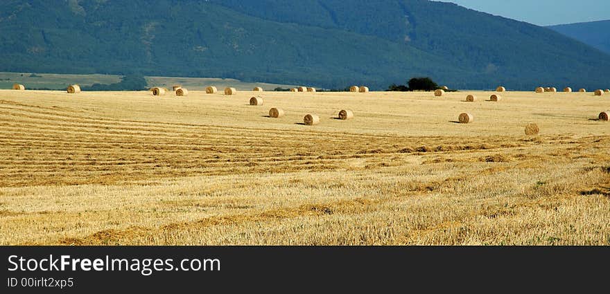 Panoramatic view on many hay bales on a golden field