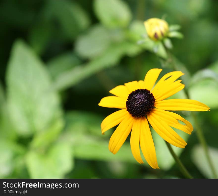 Brown Eyed Susan