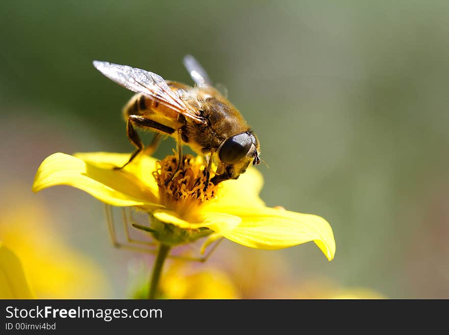 A bee on a yellow flower - a macro picture. A bee on a yellow flower - a macro picture