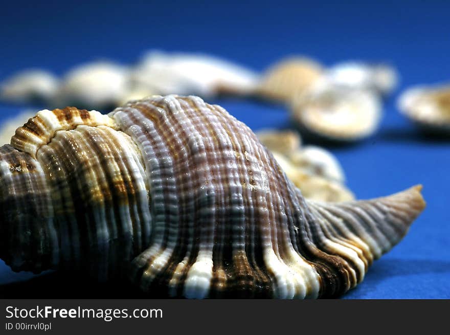 Photo of shell on blue background