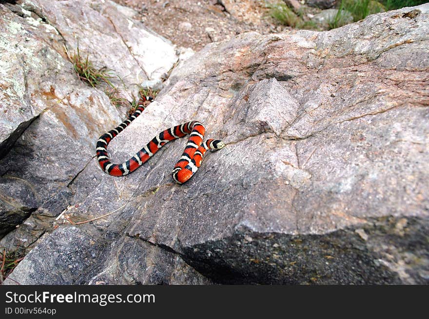 An adult Arizona Mountain Kingsnake crawling across the rocky mountain surface.