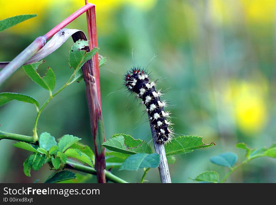 A white and black caterpillar climbs to the end of a stick.