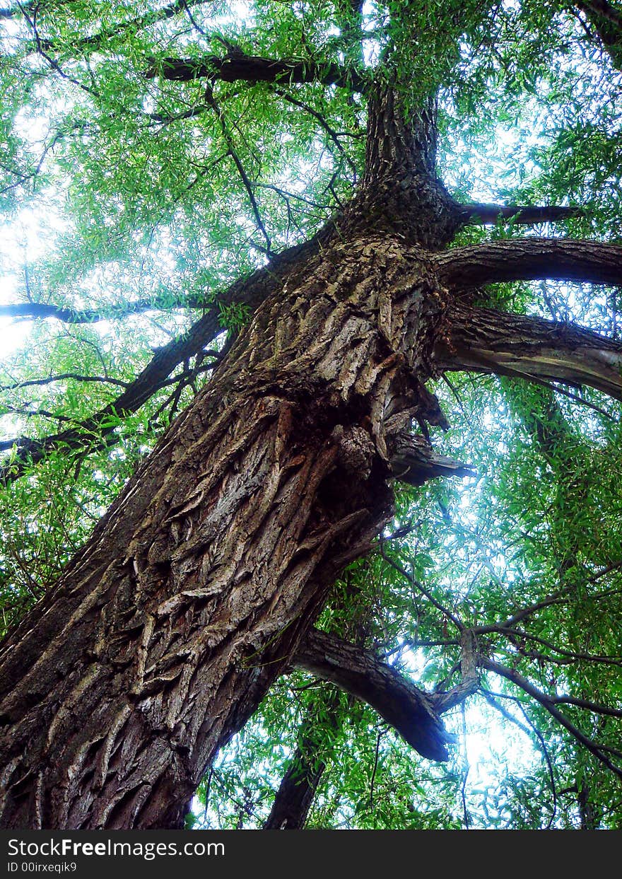 Tree with branches that seem to swirl around it and against the sky. Tree with branches that seem to swirl around it and against the sky.