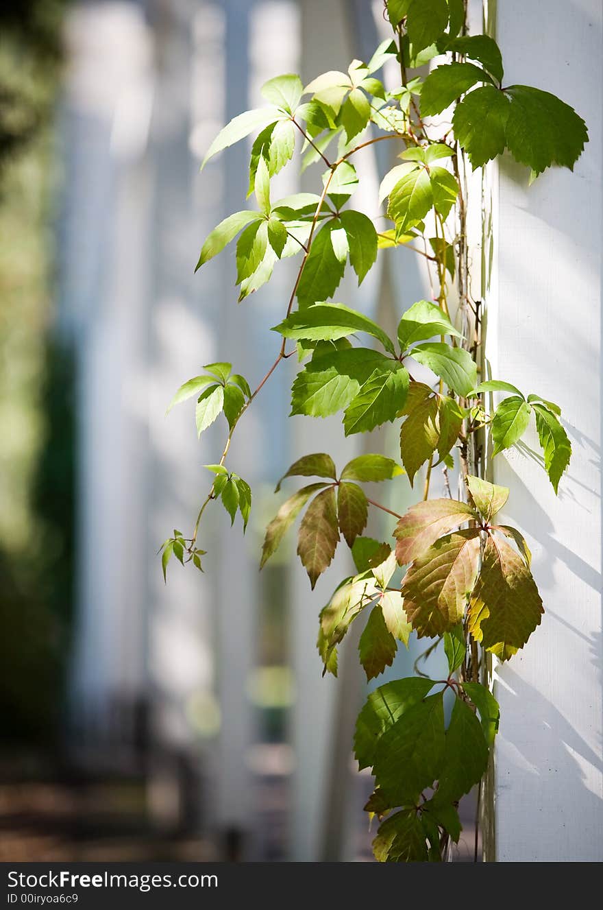 Green Plant