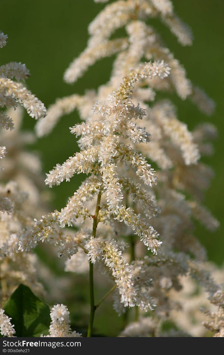 A tall white Astilbe in the forefront in spring.