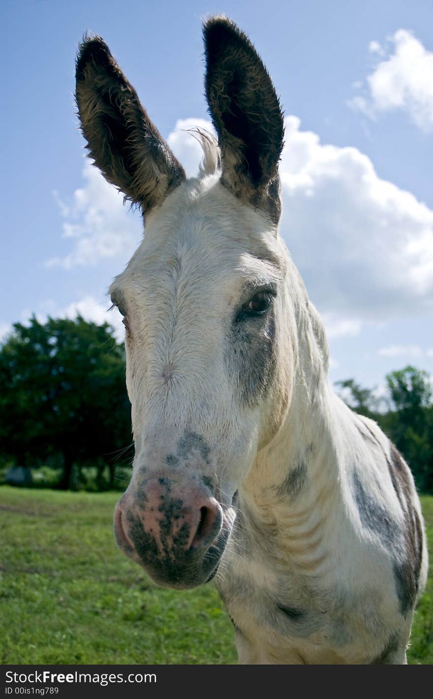 A dappled mule curious about what is going on in front of it. A dappled mule curious about what is going on in front of it.