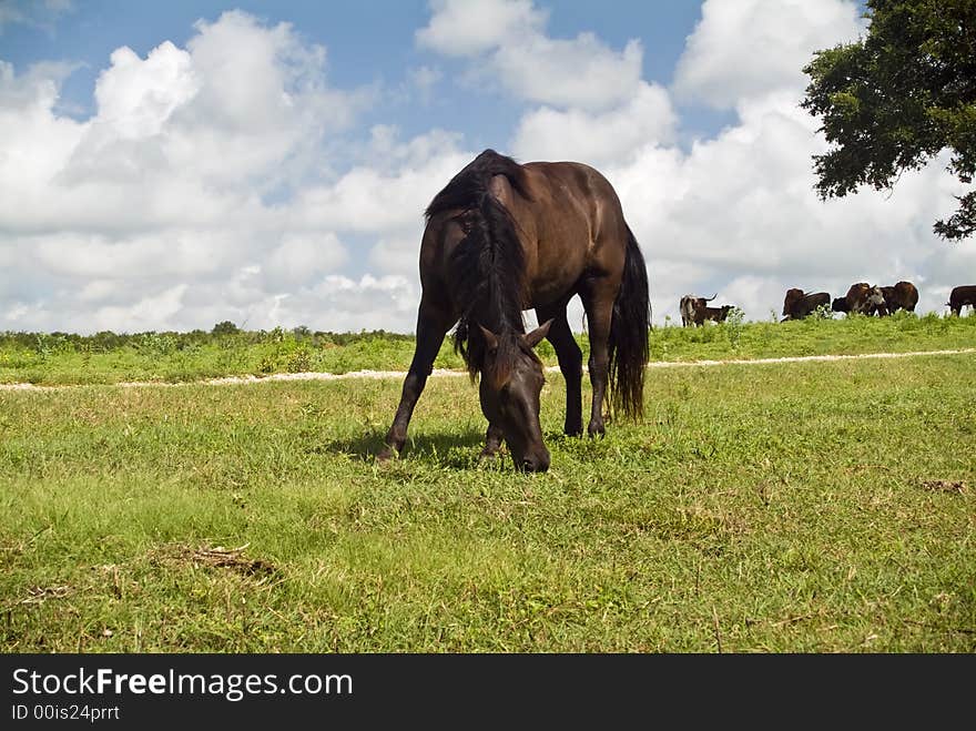 A beautiful horse grazing on the side of a hill. A beautiful horse grazing on the side of a hill.