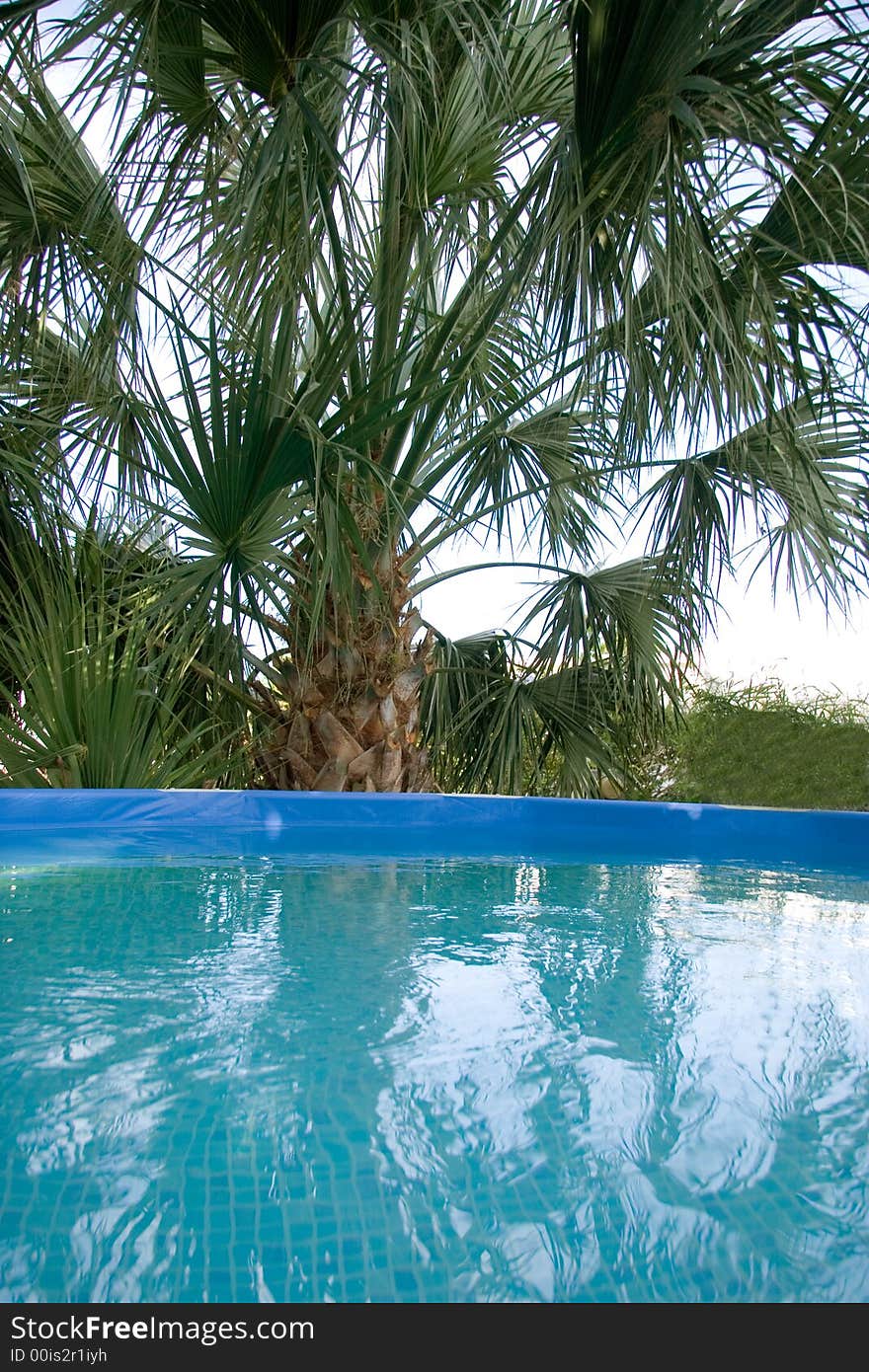 Swimming pool next to Palm Tree. Swimming pool next to Palm Tree