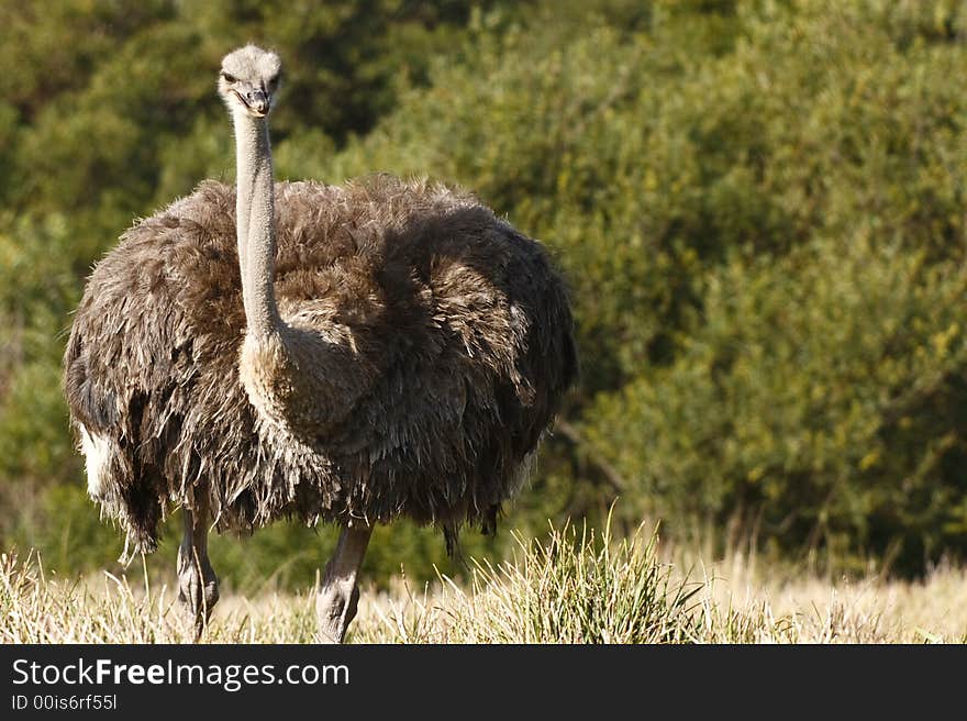 Female ostrich about to peck at some food. Female ostrich about to peck at some food