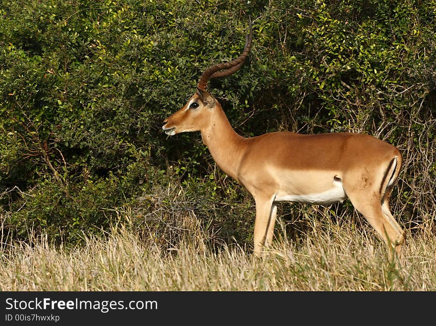 Impala Chewing