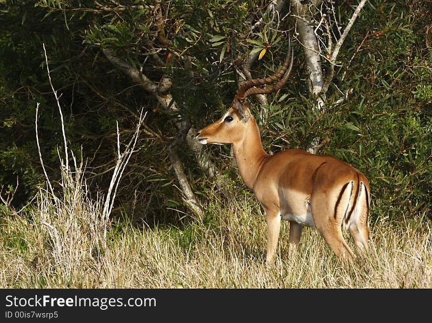 Impala standing and watching