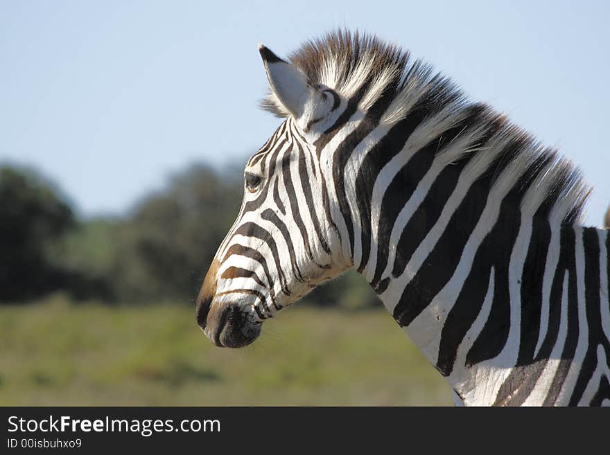 Zebra profile