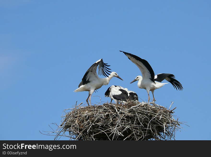 Stork