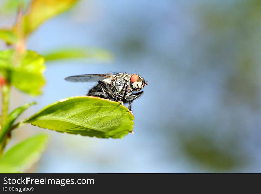 Fly On Leaf