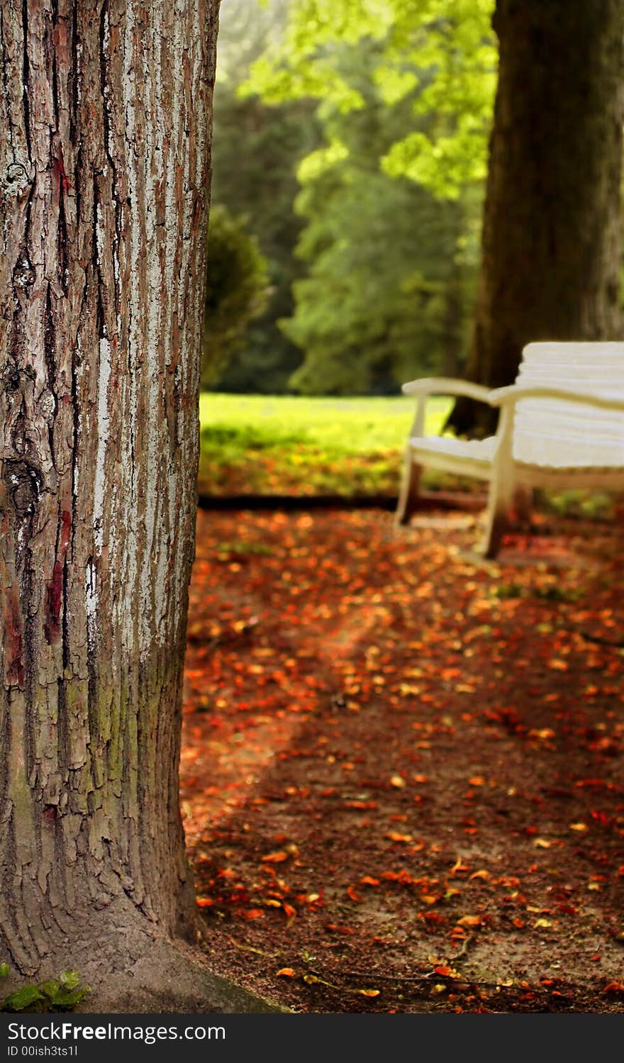 Tree and sitting place in autumn color,focus on the tree. Tree and sitting place in autumn color,focus on the tree