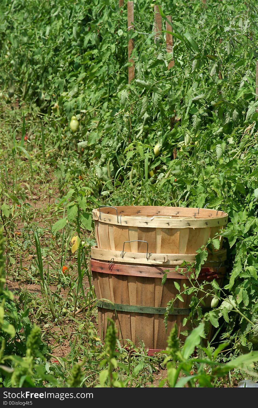 Tomatoe basket in a row of tomatoes. Tomatoe basket in a row of tomatoes