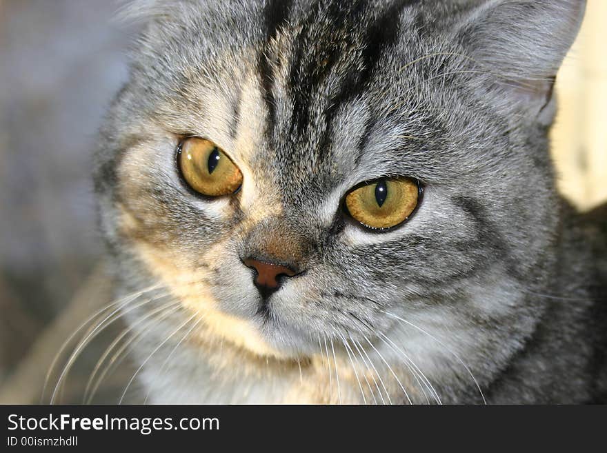 Photo of a head of a grey striped cat with yellow eyes and looking at you. Photo of a head of a grey striped cat with yellow eyes and looking at you