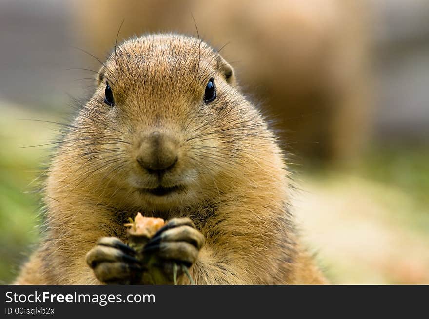 Cute prarie dog