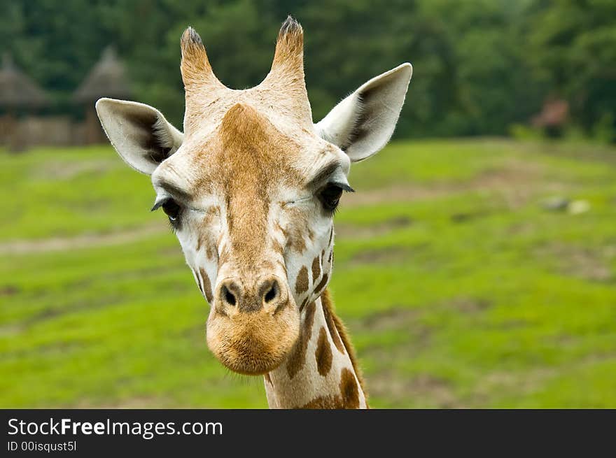 Cute giraffe looking directly at the camera