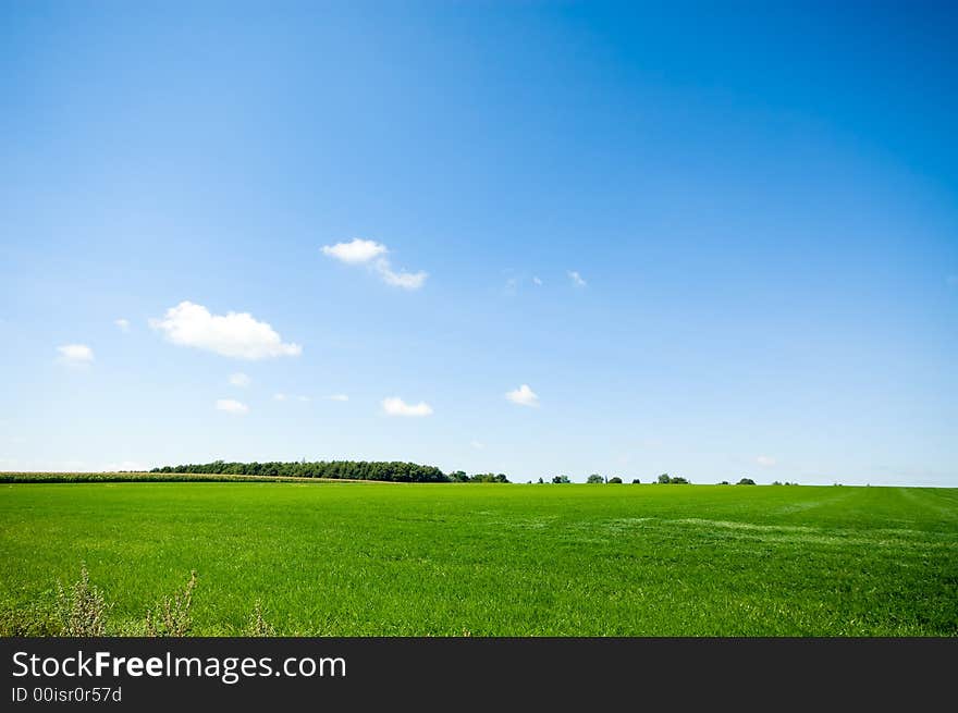 Fresh green grass with bright blue sky background. Fresh green grass with bright blue sky background