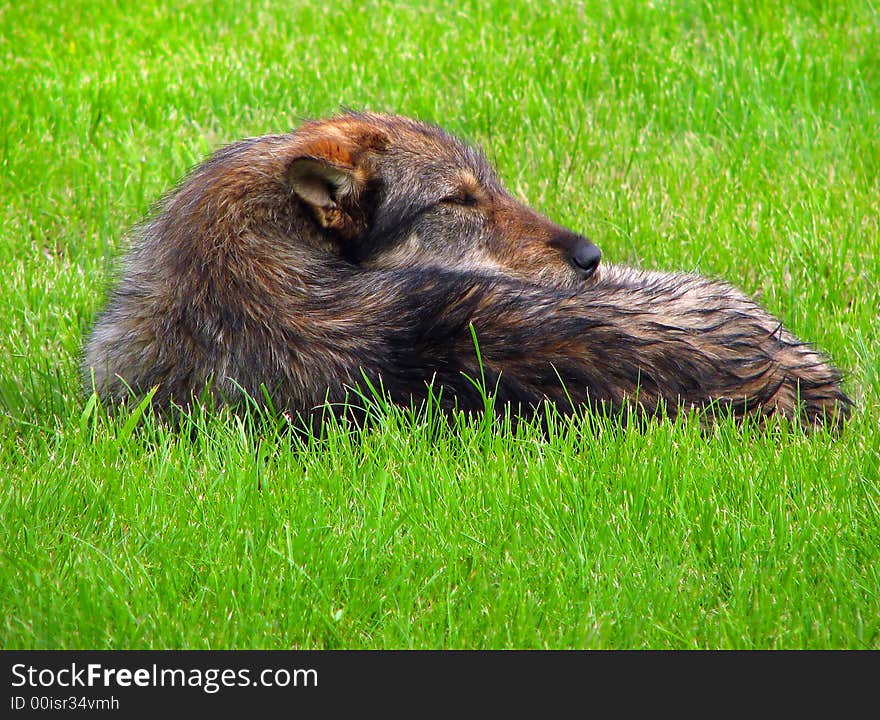 Dog lie on the fresh grass and sleep. Dog lie on the fresh grass and sleep