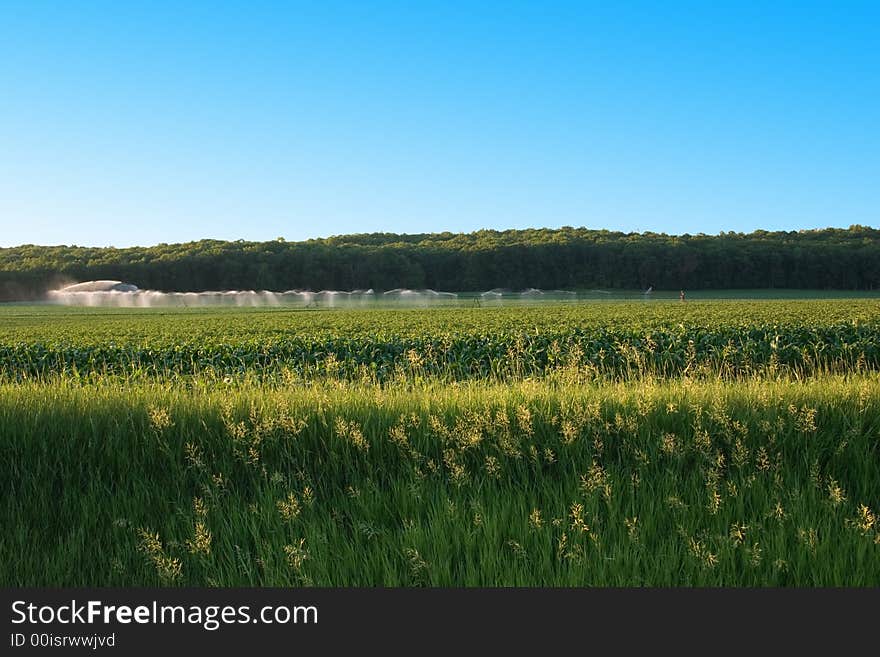 A corn field being irrigated and fertilized. A corn field being irrigated and fertilized