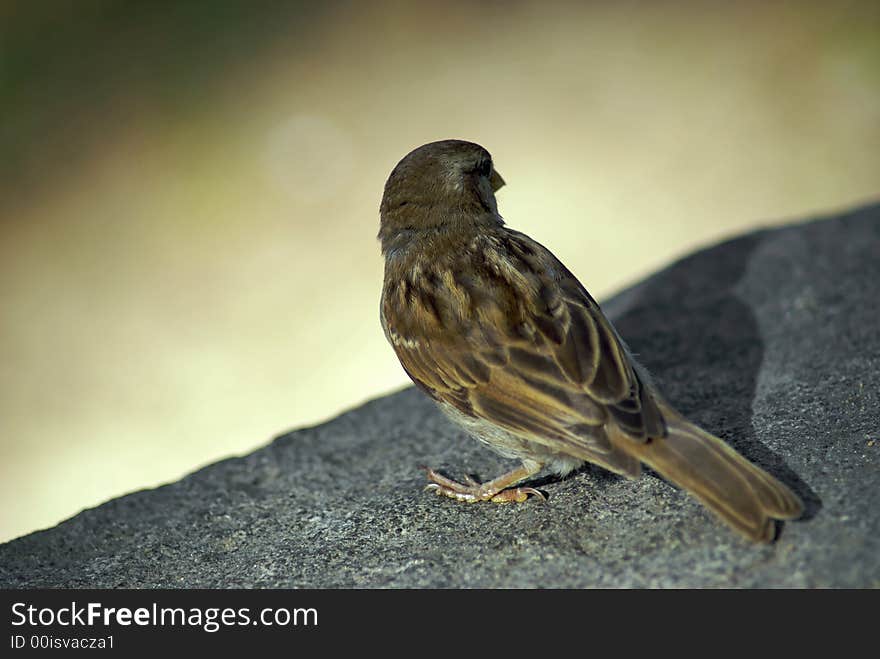 Sparrow turned away perched on rock in direct sunlight. Sparrow turned away perched on rock in direct sunlight