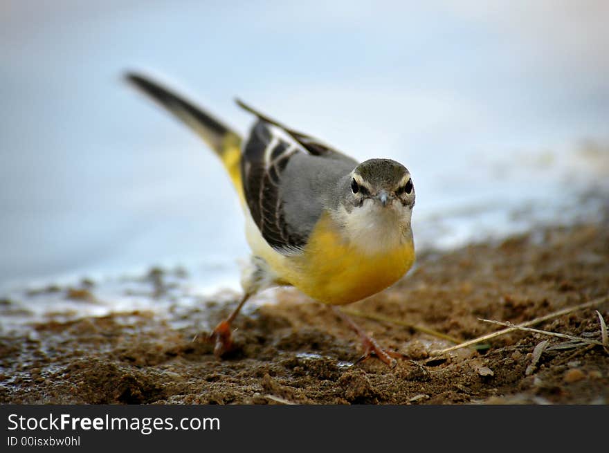 A bright yellow Cape Weaver Bird with a broken leg. A bright yellow Cape Weaver Bird with a broken leg