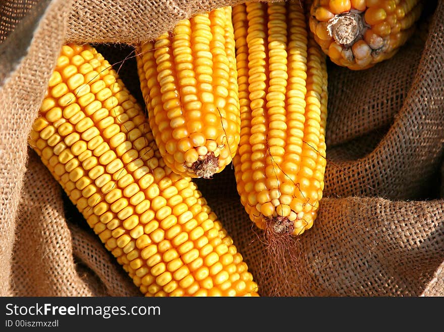 Seed corn after the harvest