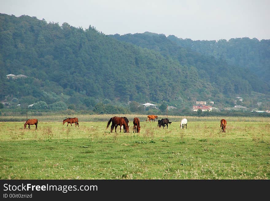 Horse and mountain