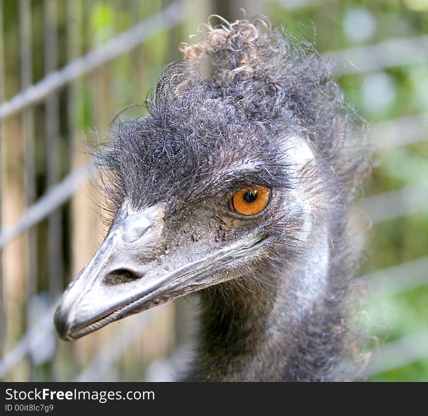 Close-up Portrait of Nice Ostrich. Close-up Portrait of Nice Ostrich