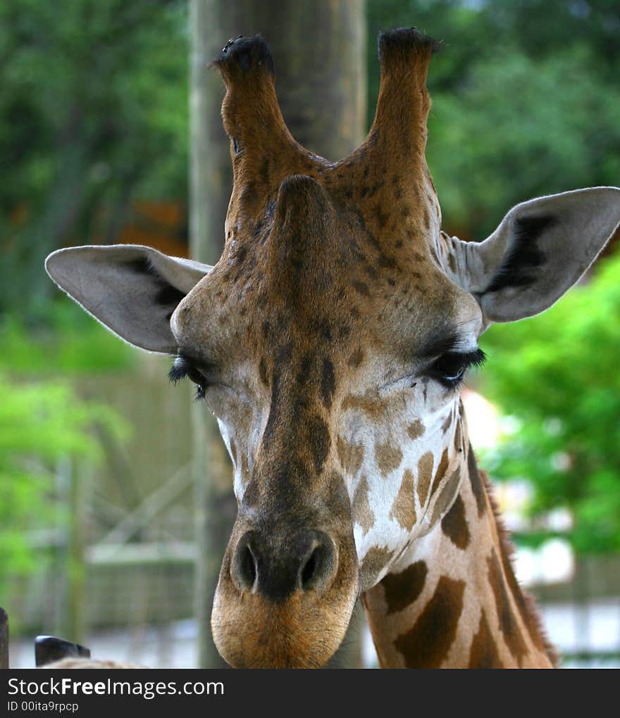 Portrait of giraffe