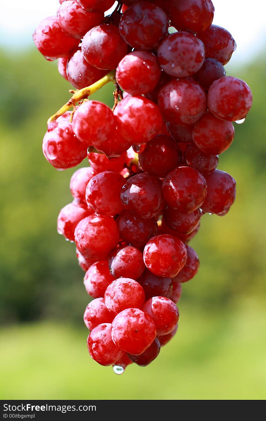 Delicious Cluster Of Grapes