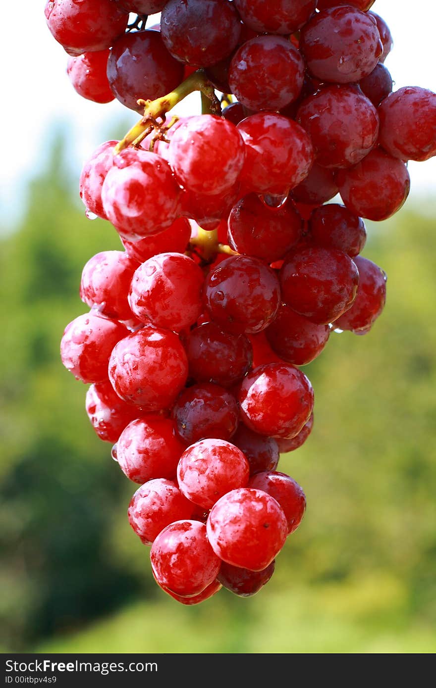 Delicious Cluster of Grapes