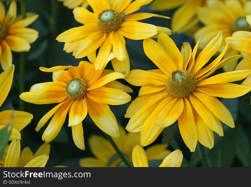 Yellow flowers in the garden