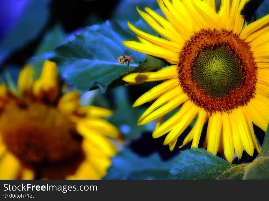 Sunflower Bumblebee