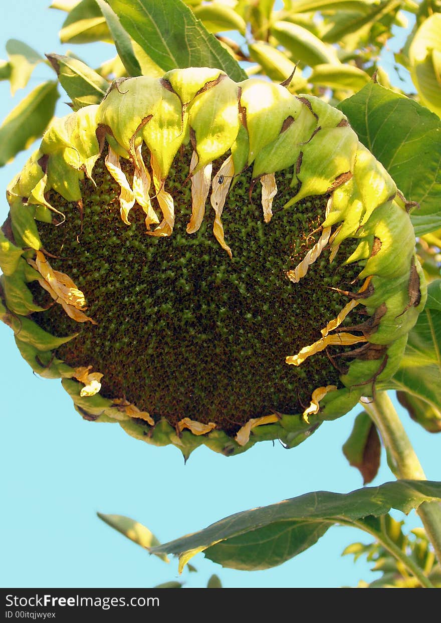 Empty sunflower plant against the sky