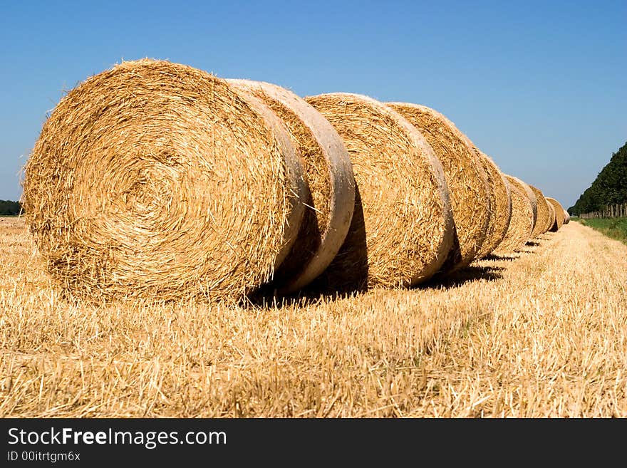 Harvest time