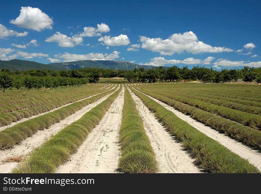 Harvested lavender fields in Provence, France