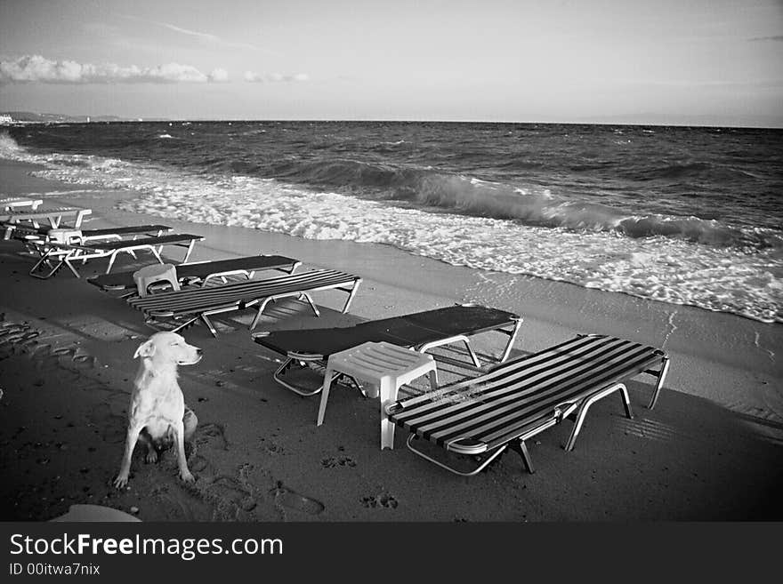 Dog on beach