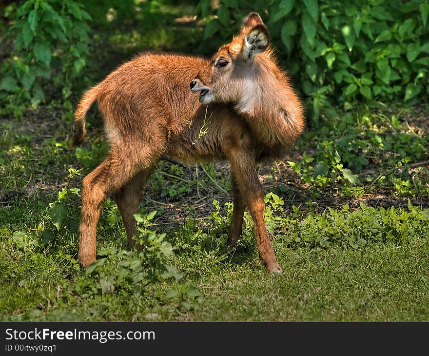 Young antelope on the green meadow