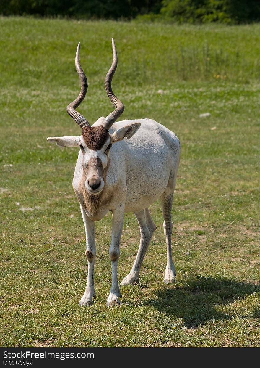 White antelope on the green meadow