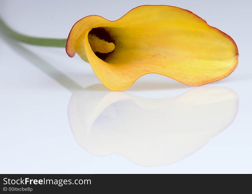 Yellow arum isolated over white background with reflection